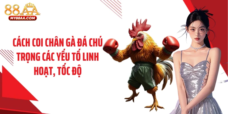 Cách coi chân gà đá chú trọng các yếu tố linh hoạt, tốc độ