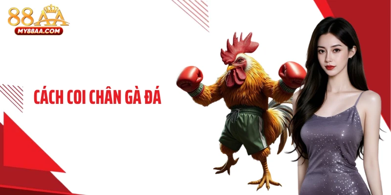 Cách Coi Chân Gà Đá: Bí Quyết Chọn Chiến Kê Thắng Lớn