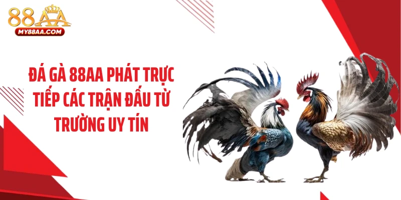 Đá gà 88AA phát trực tiếp các trận đấu từ trường uy tín