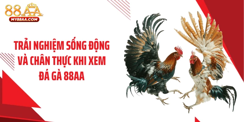Trải nghiệm sống động và chân thực khi xem đá gà 88AA